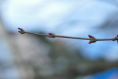Cercidiphyllum japonicum - zmarličník japonský - zimní pupeny